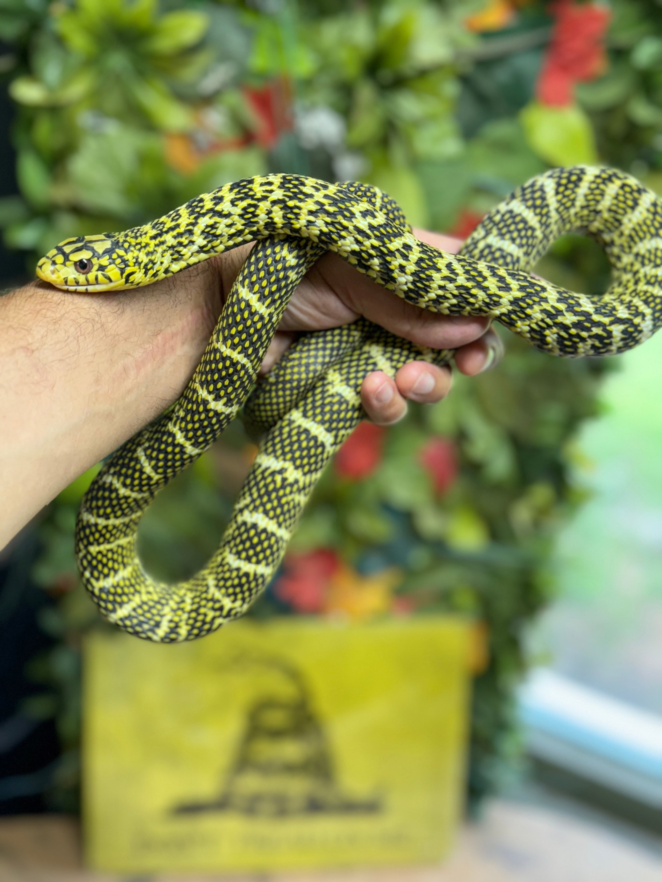 HIGH YELLOW Chinese King Rat Snake | Paul's Cool Scales & Reptile ...